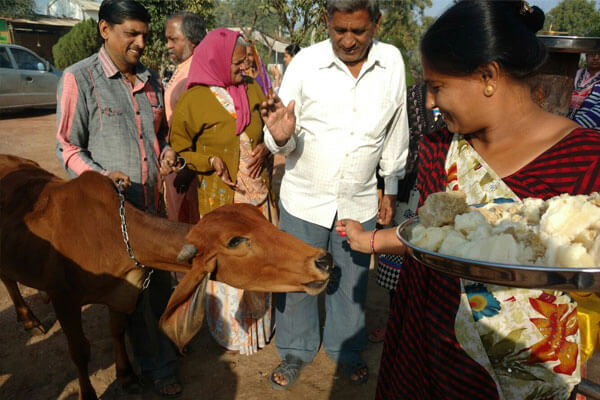 गौ माता की रक्षा ही विश्व रक्षा