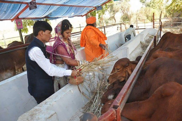 गौ पालन / गौ सवंर्धन